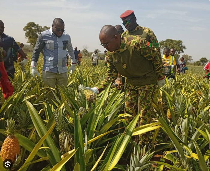 People exploring a crop field in organiser-supplied agricultural imagery