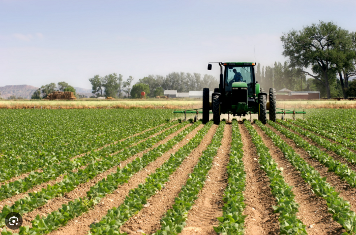 Tractor among cultivated rows in supplied agricultural imagery