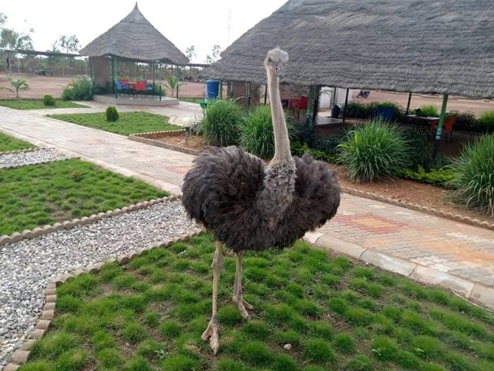 Landscaped courtyard and pathways beside thatched-style lodges