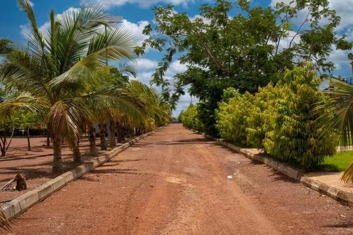 Palm-lined path through landscaped accommodation grounds