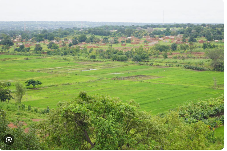 Green fields and trees across the landscape supplied for the Samendeni introduction